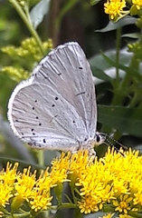 Celastrina argiolus