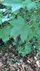 Liquidambar styraciflua
