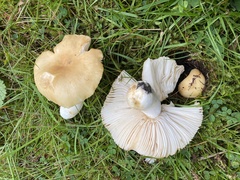 Russula farinipes