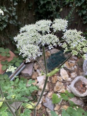 Heracleum sphondylium