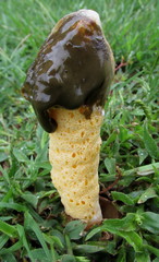 Phallus aurantiacus