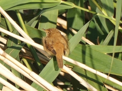 Acrocephalus scirpaceus