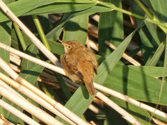 Acrocephalus scirpaceus