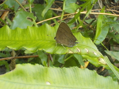 Rapala varuna formosana