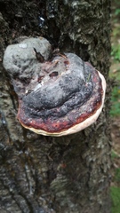 Fomitopsis pinicola