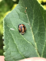 Harmonia axyridis
