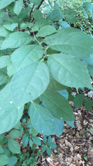 Lindera benzoin