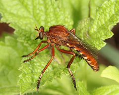 Diogmites basalis
