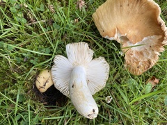 Russula farinipes