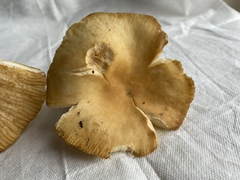 Russula farinipes