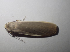 Eilema depressa