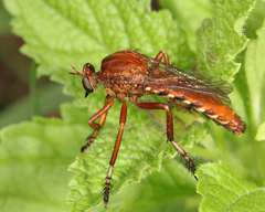 Diogmites basalis