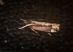 Chaliniastis astrapaea