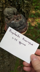Fomitopsis pinicola