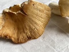 Russula farinipes