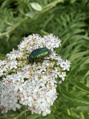 Cetonia aurata