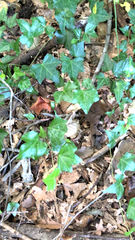 Hedera helix