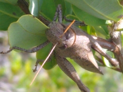 Schistocerca rubiginosa