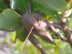 Schistocerca rubiginosa