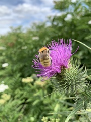 Bombus pascuorum