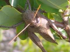 Schistocerca rubiginosa