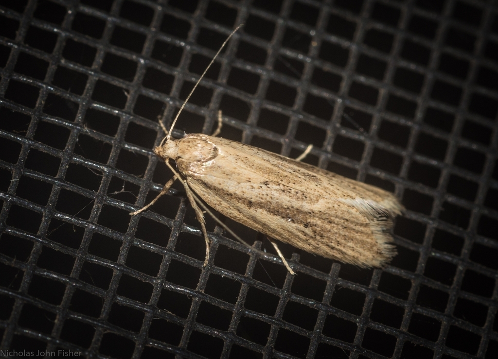 Philobota amblys