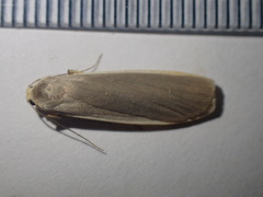 Eilema depressa