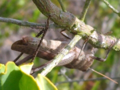 Schistocerca rubiginosa