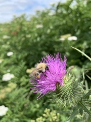 Bombus pascuorum