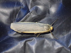 Eilema depressa