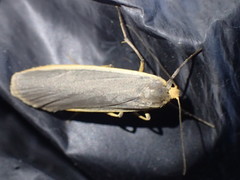 Eilema depressa