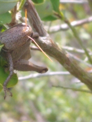 Schistocerca rubiginosa