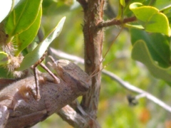 Schistocerca rubiginosa