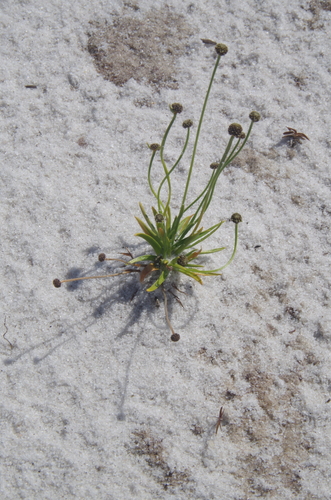 Image of Lachnocaulon engleri by (c) Eric Knight, some rights reserved (CC BY)
