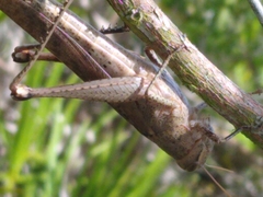 Schistocerca rubiginosa