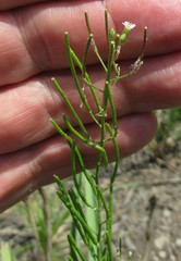 Dontostemon micranthus