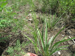 Dontostemon micranthus