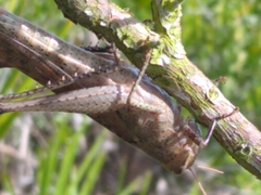 Schistocerca rubiginosa