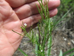 Dontostemon micranthus
