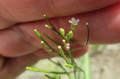Dontostemon micranthus