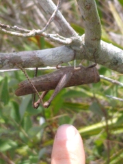 Schistocerca rubiginosa