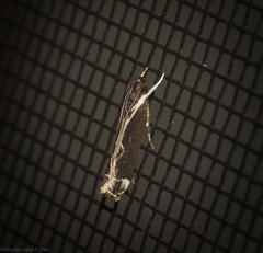 Chaliniastis astrapaea