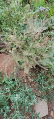 Lepidium ruderale