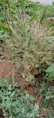 Lepidium ruderale