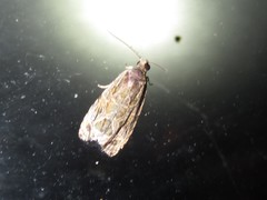 Olethreutes permundana