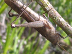 Schistocerca rubiginosa