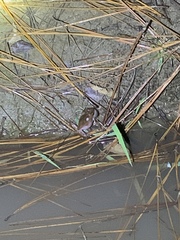Hyla femoralis