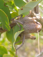 Schistocerca rubiginosa