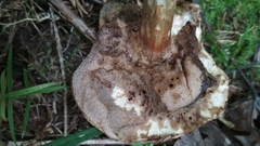 Leccinum scabrum