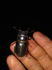 Lucanus barbarossa